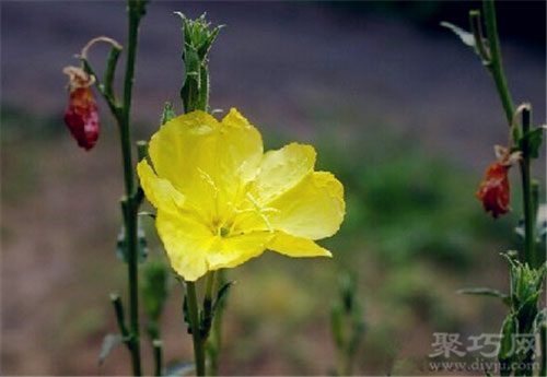 7月8日生日花 待霄草待霄草花语 制作系手工网