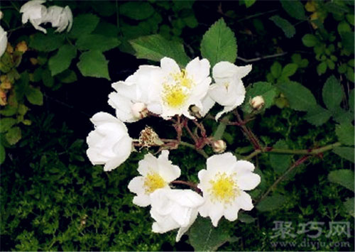 6月12日生日花 野蔷薇野蔷薇花语 制作系手工网