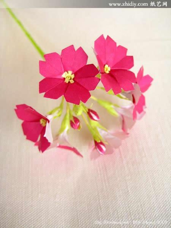 ˮµͶƷֽOrigami Primrose