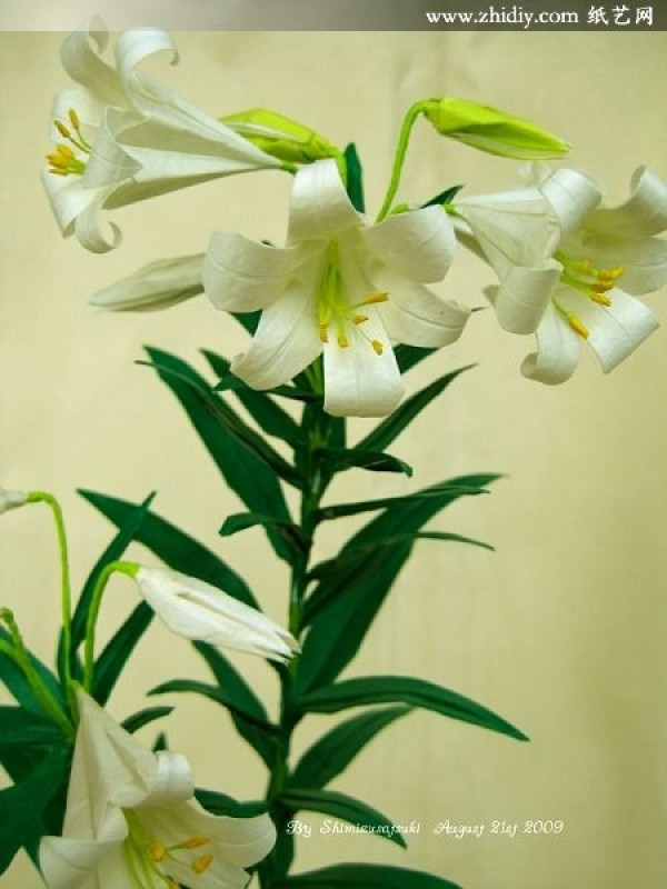 ˮƷֽ⟳hٺϡEaster Lily by Origami