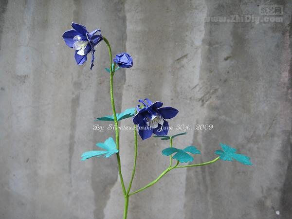 ֽɽrhFan Columbine by origamiˮ